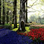 amsterdam_laleleri
